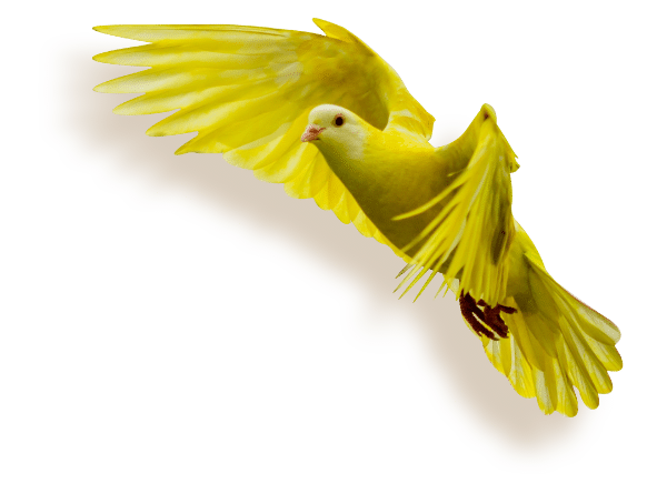 oiseau
