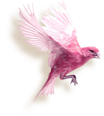 Oiseau